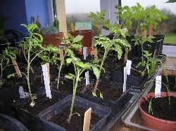 my best tomatoes my best tomatoes