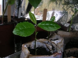 Camellia sinensis (tea) Camellia sinensis (tea)