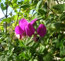 Polygala myrtifolia limping back to life Polygala myrtifolia limping back to life