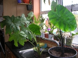 plant from taro tuber & Bill's tetrapanax plant from taro tuber & Bill's tetrapanax