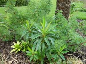 Lupinus arboreus & Euphorbia mellifera Lupinus arboreus & Euphorbia mellifera