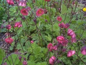 Geum rivale 'Leonard's Variety' (from web) Geum rivale 'Leonard's Variety' (from web)