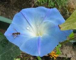 Morning Glory Morning Glory