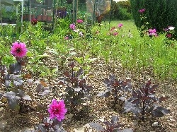 Greenhouse Border Greenhouse Border