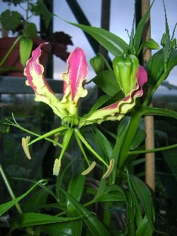 Gloriosa superba 'Rothschildiana' Gloriosa superba 'Rothschildiana'