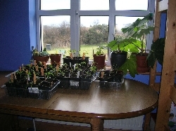 boys' room with tomato plants etc boys' room with tomato plants etc
