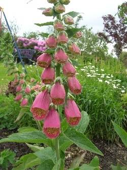 Digitalis 'Anne Redetzky' Digitalis 'Anne Redetzky'