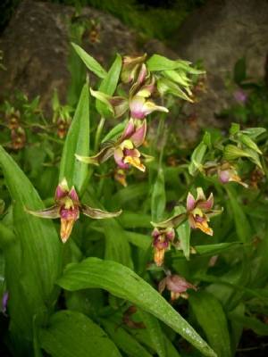 Epipactis gigantea (June Blake's garden) Epipactis gigantea (June Blake's garden)