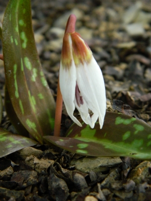 Erythronium dens-canis 'White Splendour' Erythronium dens-canis 'White Splendour'