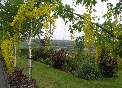 Laburnum watererii 'Vossii' Laburnum watererii 'Vossii'