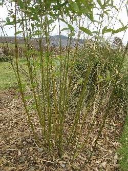 Phyllostachys aurea Phyllostachys aurea
