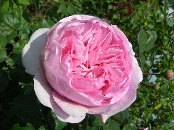 my favourite rose my favourite rose