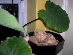 taro tubers and plants taro tubers and plants