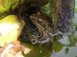 bounce went the froggy... bounce went the froggy...