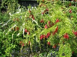 Clianthus Clianthus