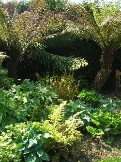 Ferns Ferns