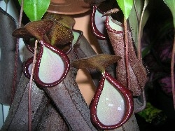 Nepenthes 'Rebecca' Soper Nepenthes 'Rebecca' Soper