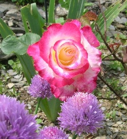 Rose Double Delight & Chives Rose Double Delight & Chives