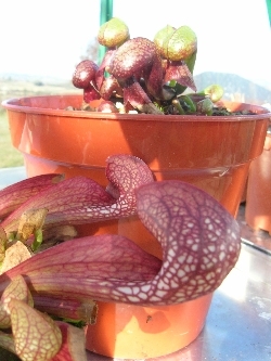 Darlingtonia & Sarracenia psittacina Darlingtonia & Sarracenia psittacina