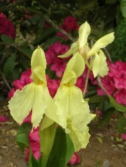 Roscoea cautleyoides 'Jeffrey Thomas' Roscoea cautleyoides 'Jeffrey Thomas'