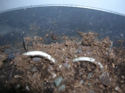 Amorphophallus konjac Amorphophallus konjac