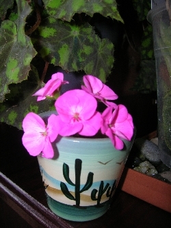pelargonium pelargonium