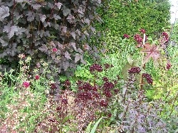 Bay Garden, Camolin Bay Garden, Camolin