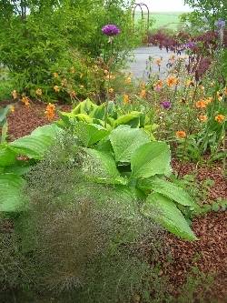 bronze fennel & hostas bronze fennel & hostas