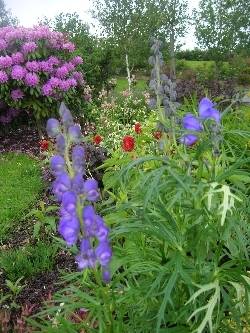 Aconitum Aconitum