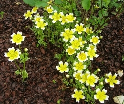 Limnanthes douglasii Limnanthes douglasii