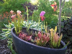 Bog Garden Complete Bog Garden Complete
