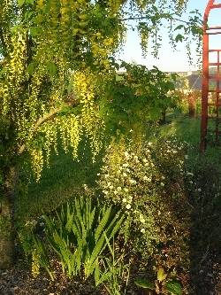 Laburnum watereri 'Vossii' Laburnum watereri 'Vossii'