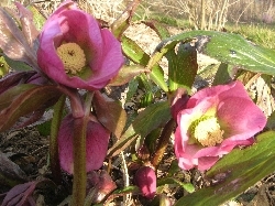hellebores in sunshine hellebores in sunshine