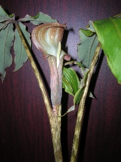 Arisaema nepenthoides Arisaema nepenthoides