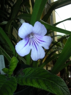 Liga's Streptocarpus Liga's Streptocarpus