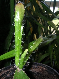 Orchid Cactus Orchid Cactus