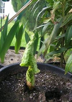 Arisaema, Galtonia & Nerim oleander Arisaema, Galtonia & Nerim oleander
