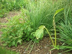 Paeonia suffruticosa 'Wu Long Peng Sheng' & Arisaema griffithii Paeonia suffruticosa 'Wu Long Peng Sheng' & Arisaema griffithii