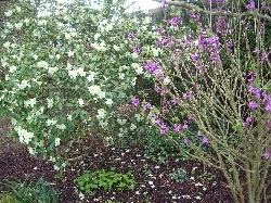 azalea & daphne azalea & daphne