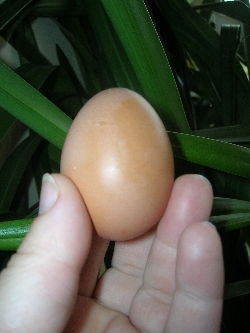 First Egg First Egg