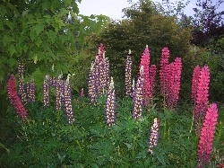 lupins as darkness descended lupins as darkness descended