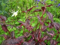 Persicaria microcephala 'Red Dragon' Persicaria microcephala 'Red Dragon'