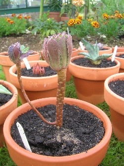 Aeonium Simsii Zwartkop Aeonium Simsii Zwartkop