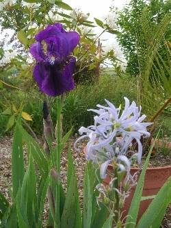 First Iris First Iris