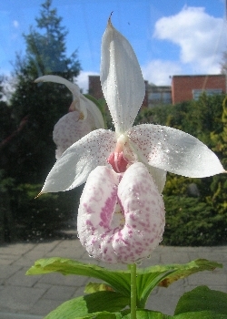 Cypripedium formosanum Cypripedium formosanum