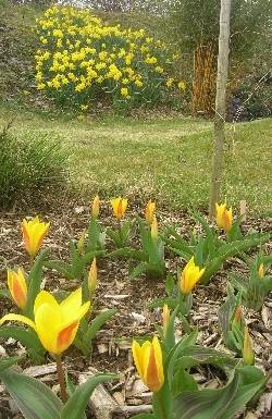 Tulipa kaufmanniana 'Giuseppe Verdi' Tulipa kaufmanniana 'Giuseppe Verdi'
