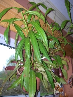 nepenthes nepenthes