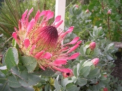 Protea exima Protea exima