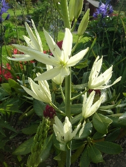 Camassia leichtlinii 'Alba' Camassia leichtlinii 'Alba'