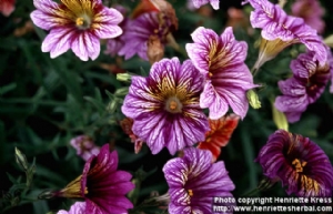 Salpiglossis sinuata (web photo) Salpiglossis sinuata (web photo)